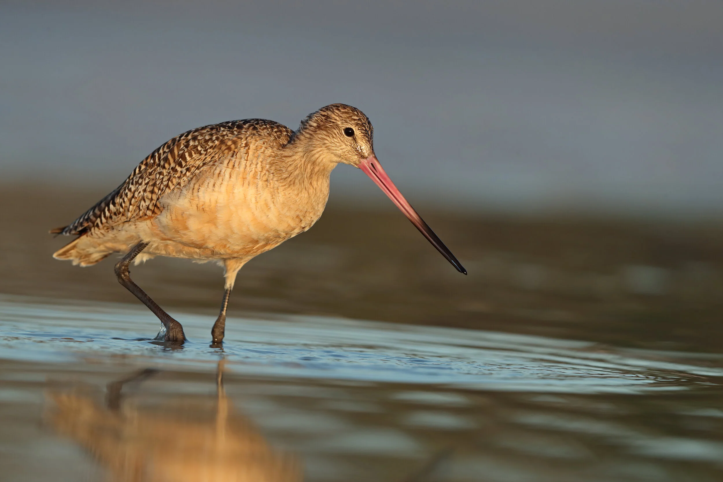 web marbled godwit AK1I4836.jpg