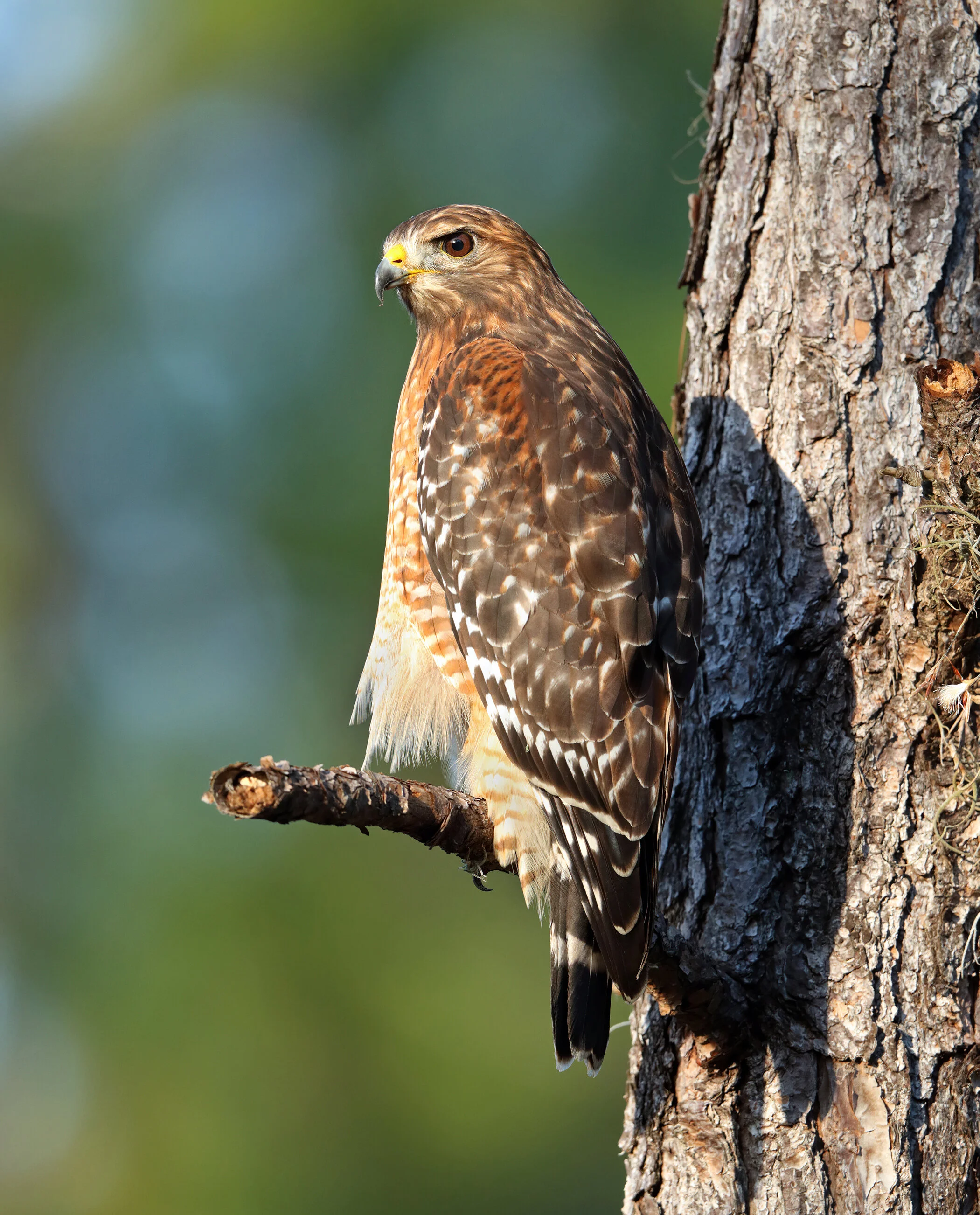 web rs hawk AK1I3491.jpg