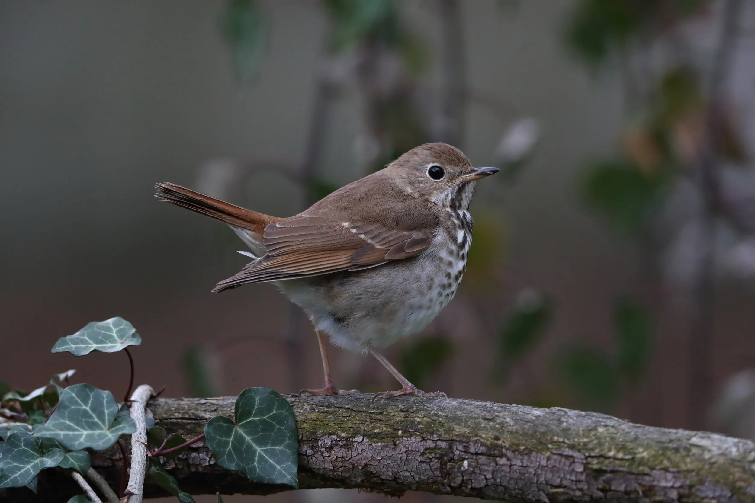 hermit+thrush+AK1I7354.jpg