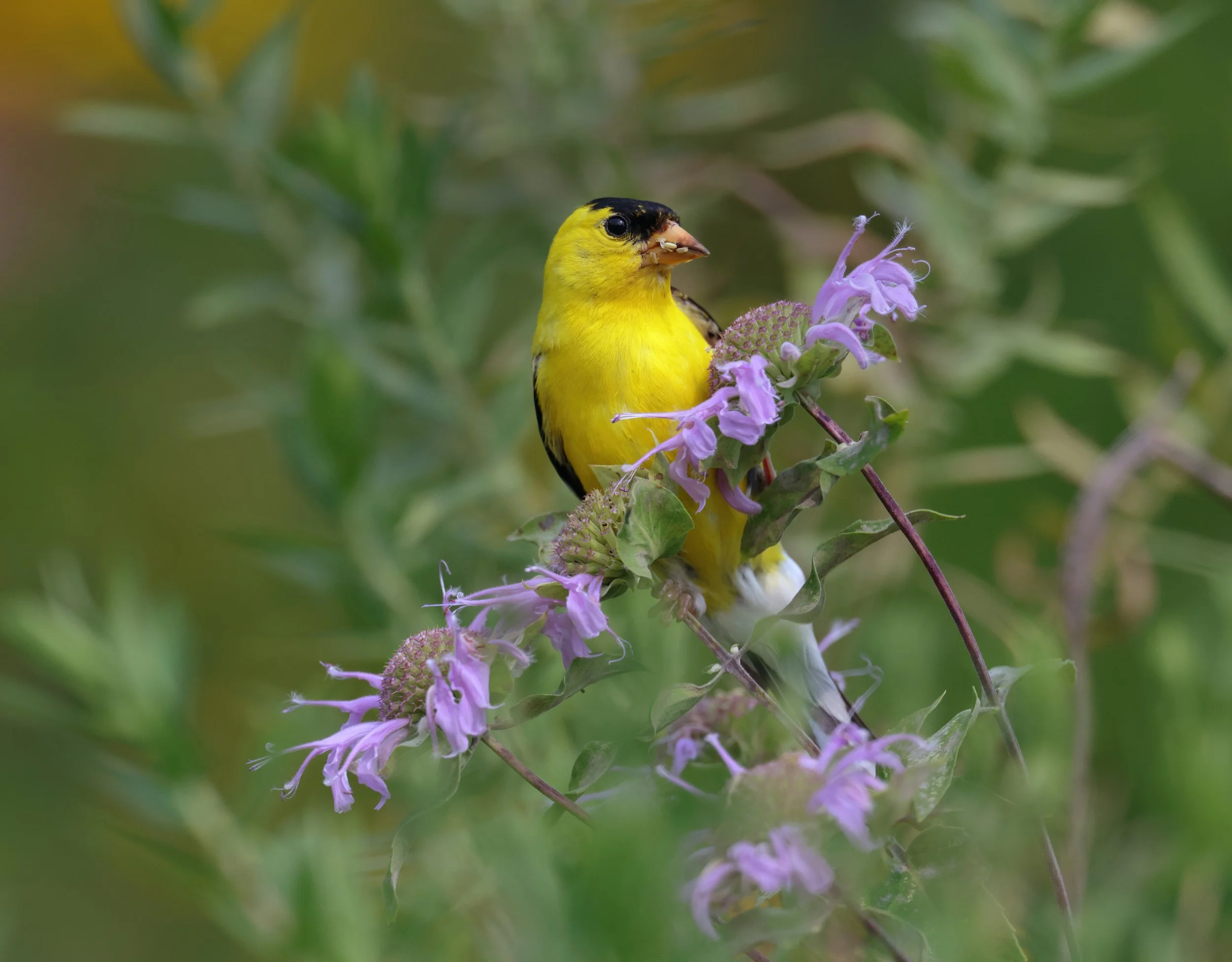 web beebalm goldfinch_I1A5890 copy 3.jpg