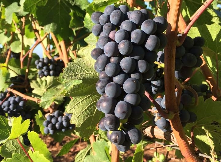 Pinot Noir grapes. Photo by Megan Ziskovsky