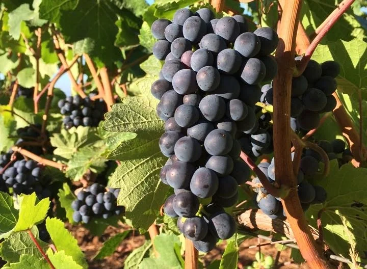 Pinot Noir grapes. Photo by Megan Ziskovsky