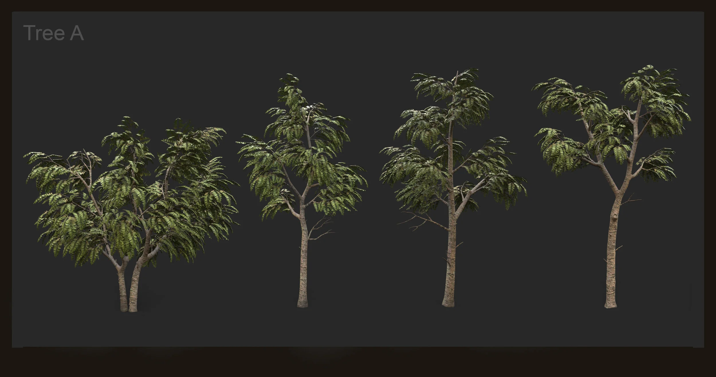 Chad02_Birch.jpg