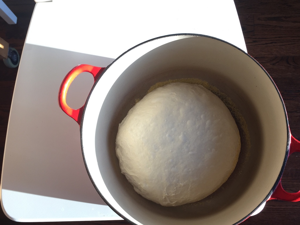 After weeks of figuring out the starter, I finally made a ball of dough before bed, said a short prayer, and hoped that the next morning I would have something that i could put in the oven. This ball of dough looked flat and sad, but it went in the oven, and came out not too bad!