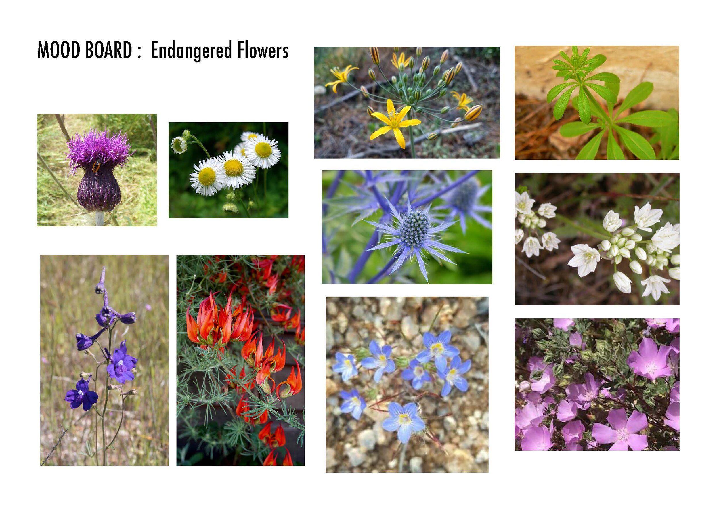 Endangered Plants Mood Board_Page_1.jpg