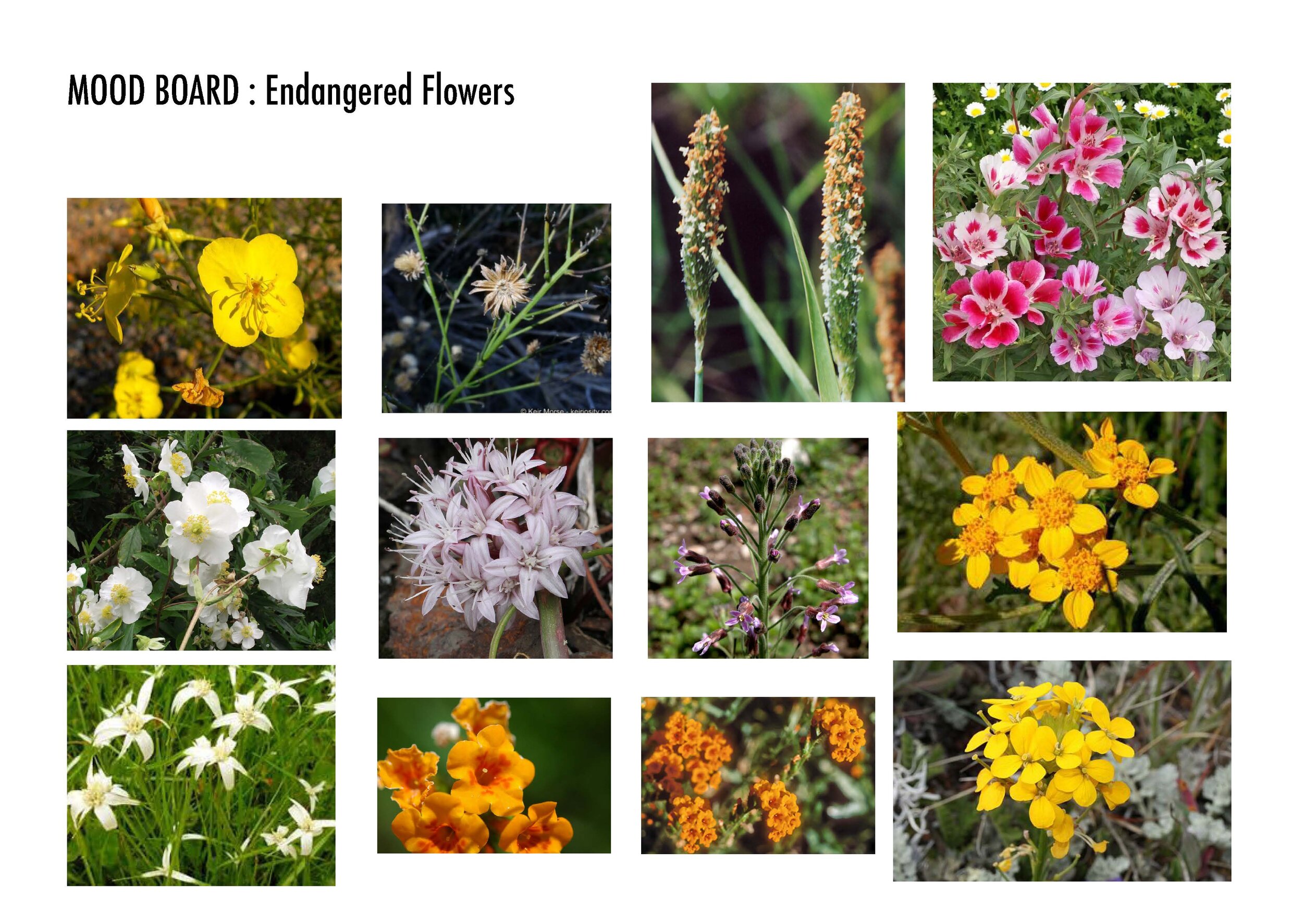 Endangered Plants Mood Board_Page_2.jpg