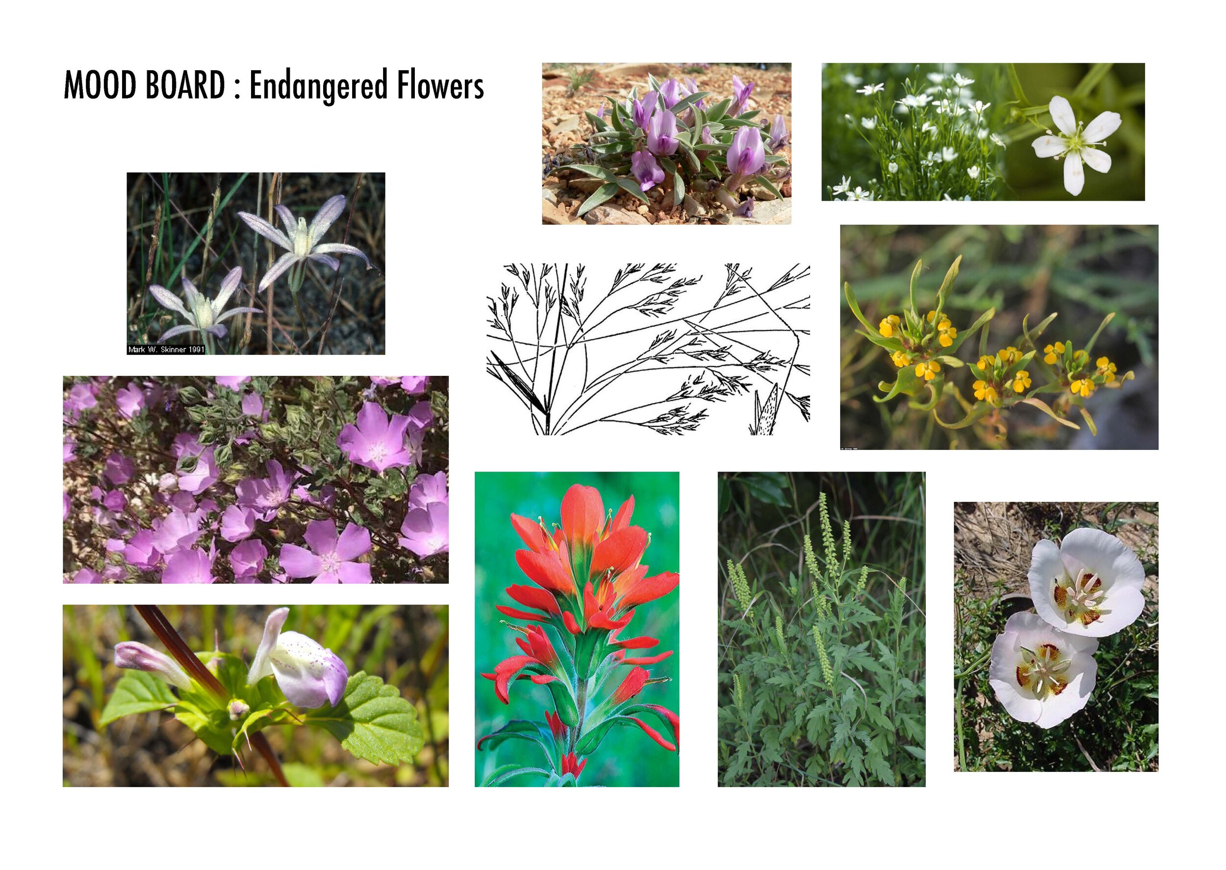 Endangered Plants Mood Board_Page_3.jpg