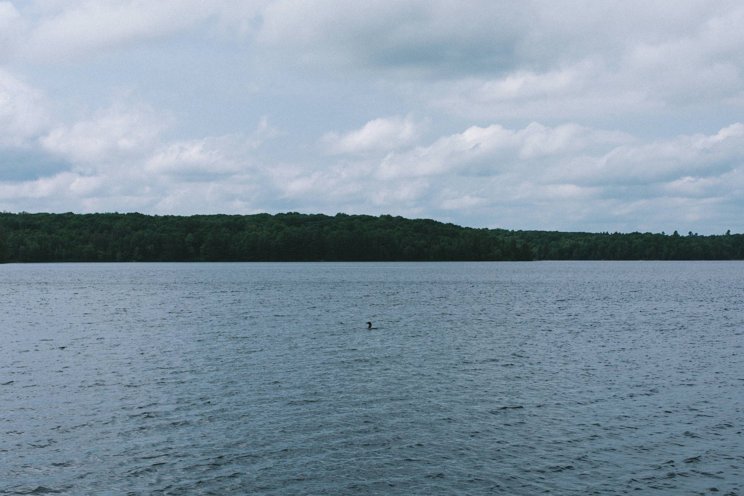 Bark Lake Wedding Photographer