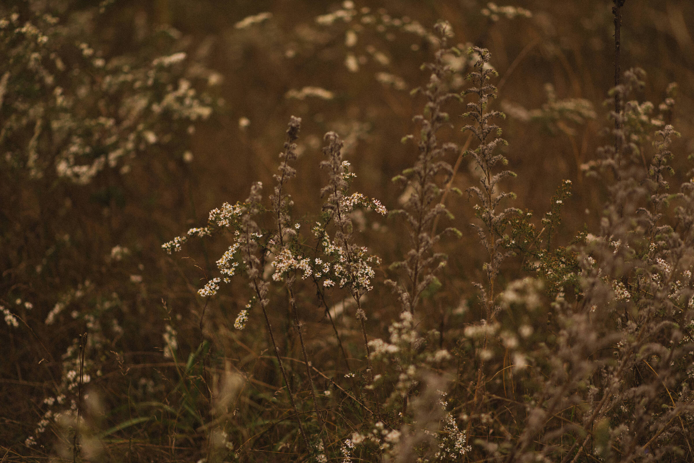 Whispering Springs Wilderness Retreat Wedding Photographer