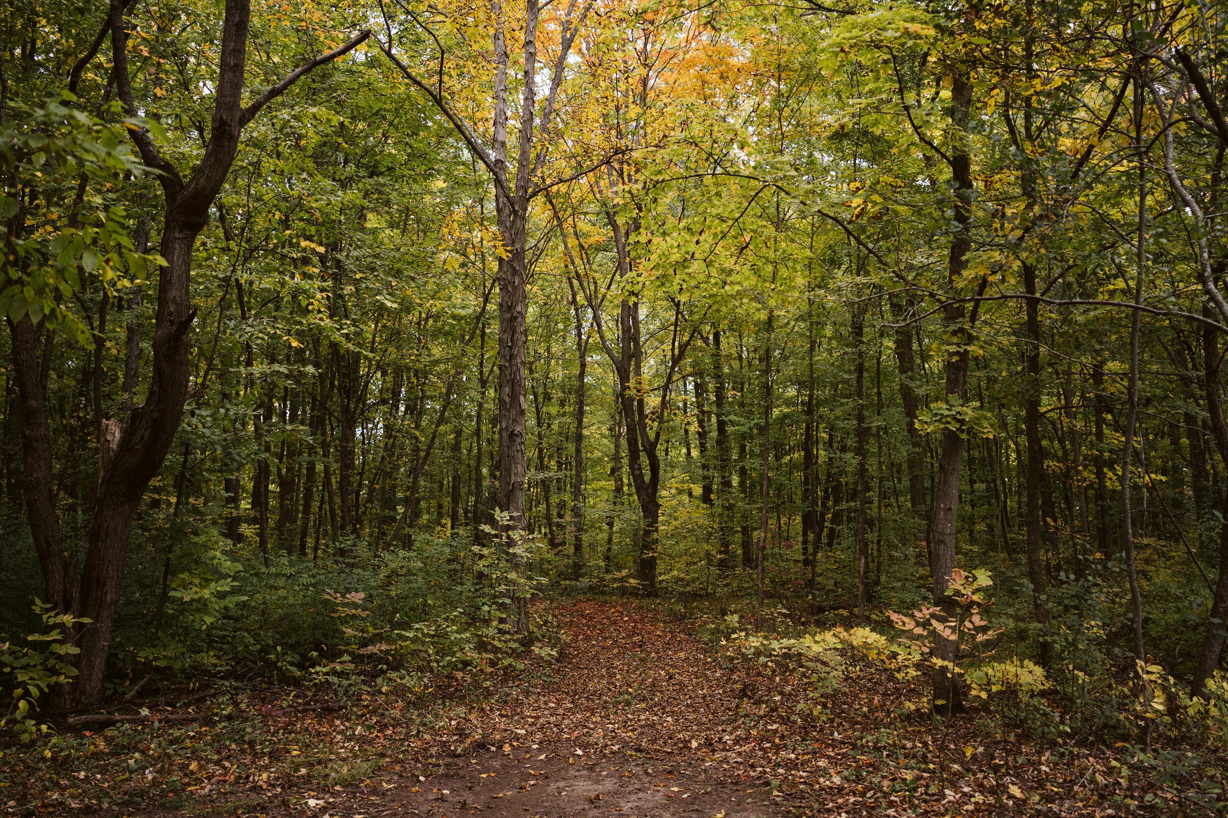 Compass Rose Forest Wedding in Prince Edward County