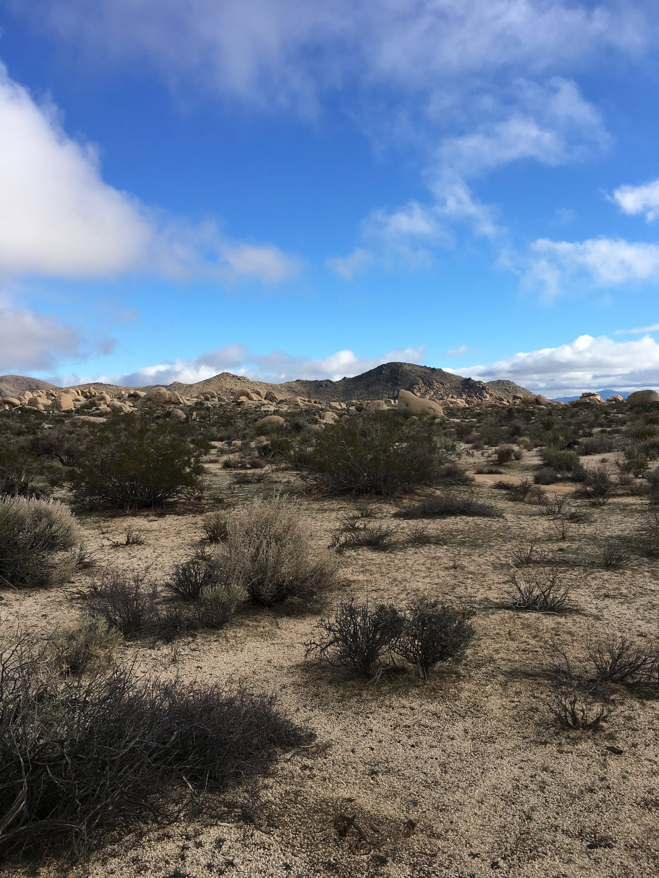 Joshua Tree National Park