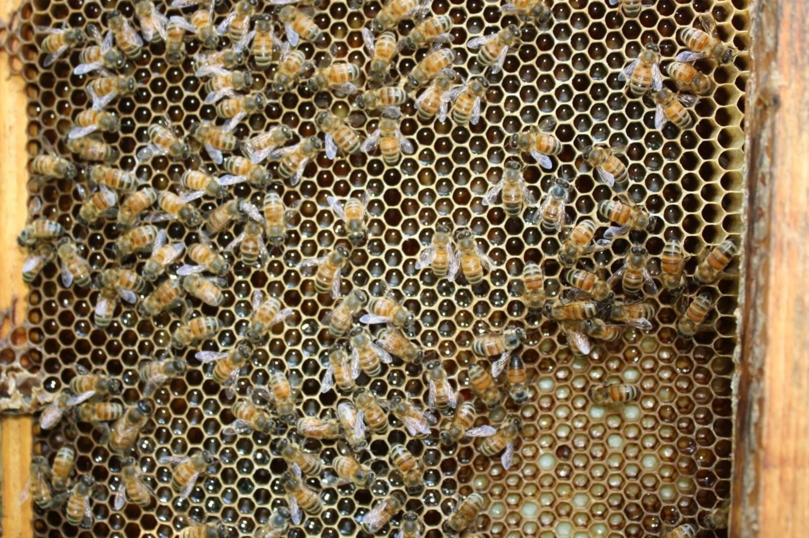 Honey+Comb.jpg