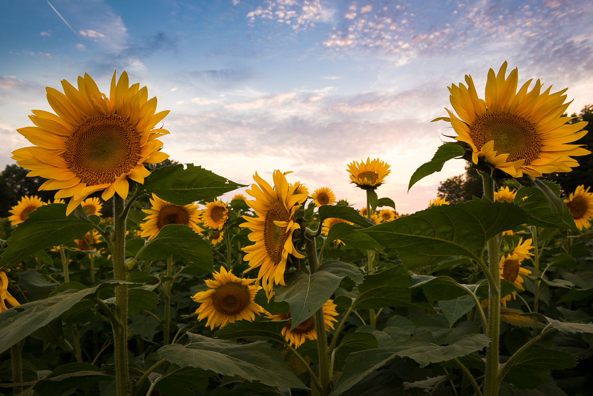  Sunflowers at the Grinter Farms during the 2013 blooms. 