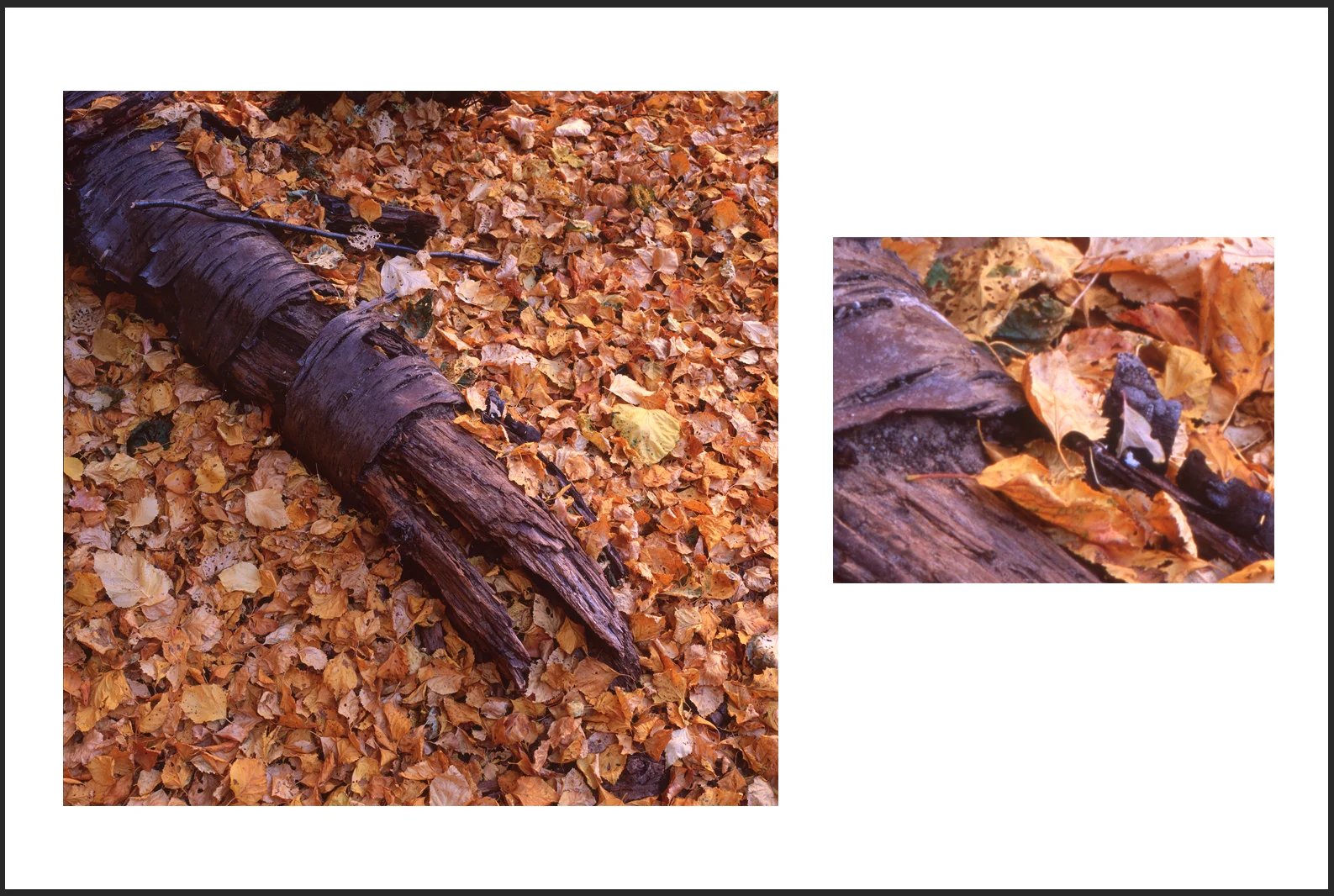 Exact same piece of film as above, scanned on an Epson V800.
