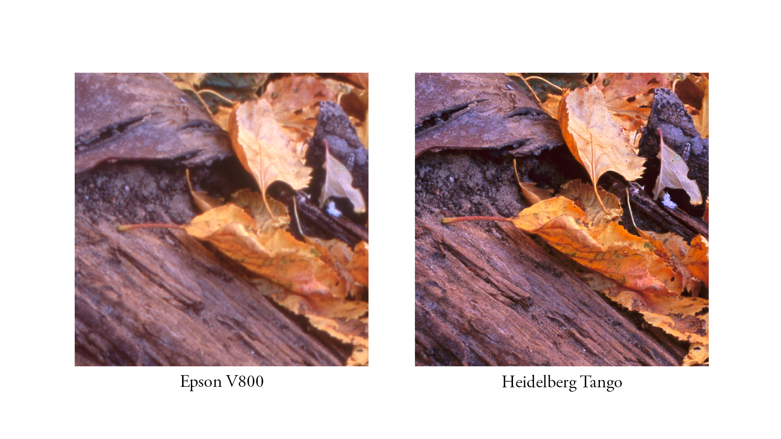 Sharpness comparison between a flatbed scan from an Epson V800 and a drum scan on a Heidelberg Tango