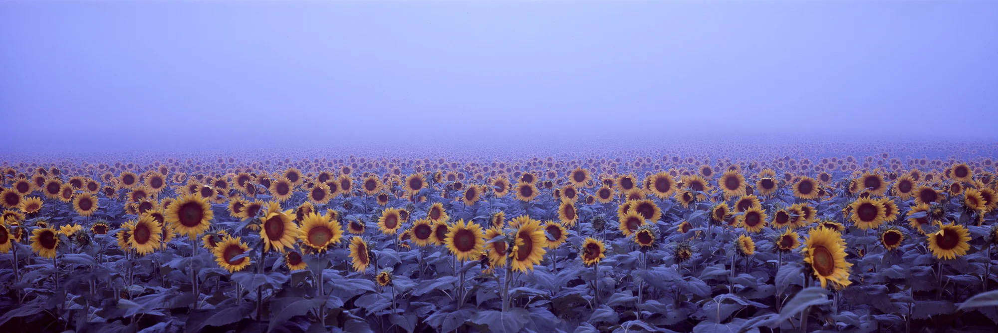 Sunflowers001-Edit.jpg