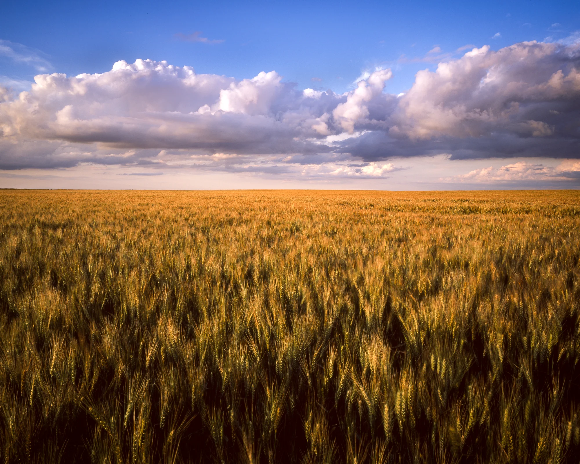 WheatLands001.jpg