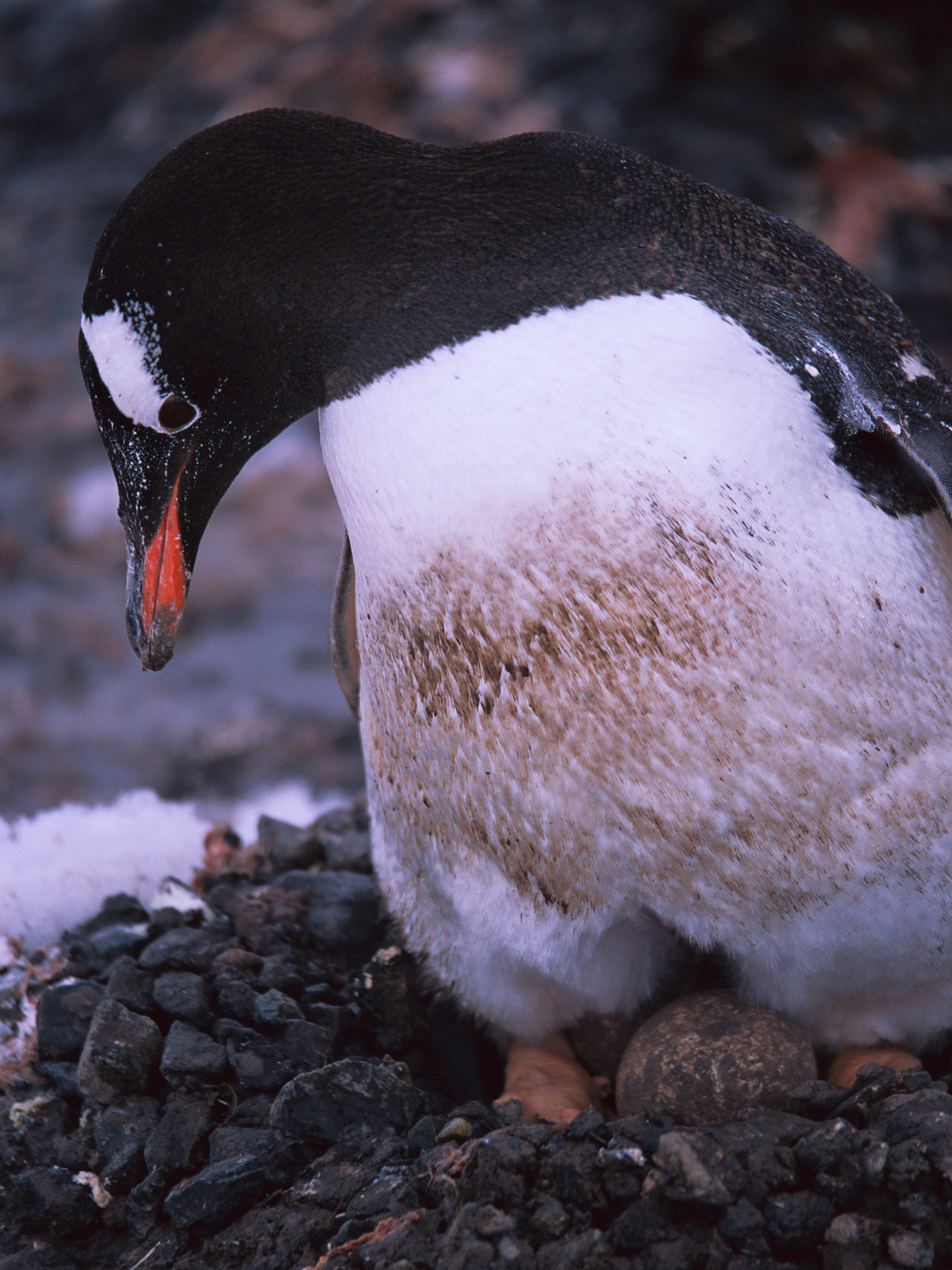 Antarctica_35_Provia_6_sRGB.JPG