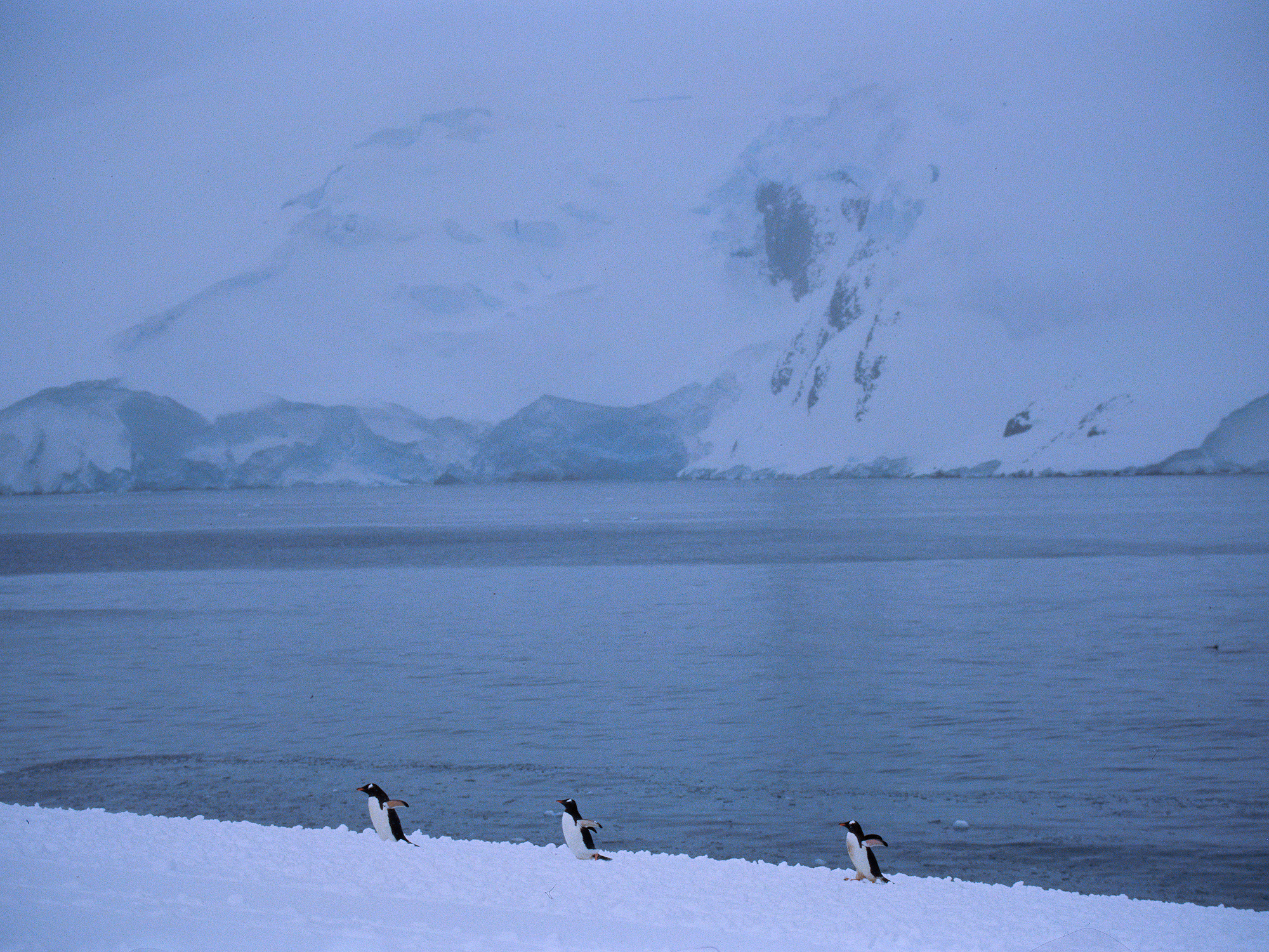 Antarctica_35_E100_24_sRGB.JPG