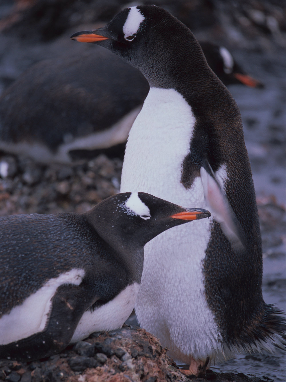 Antarctica_35_Provia_3_sRGB.JPG