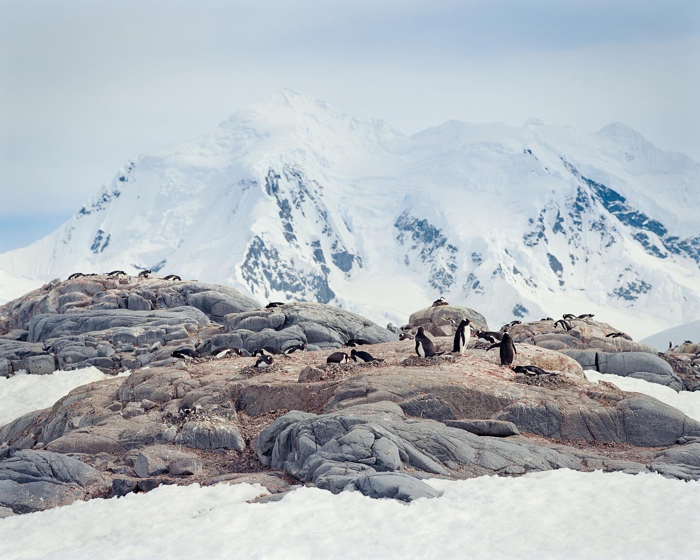 Gentoo Rookery With a View, Antarctica  Pentax 67II, 200mm, Kodak Ektar 100, drum scan @tangodrumscans