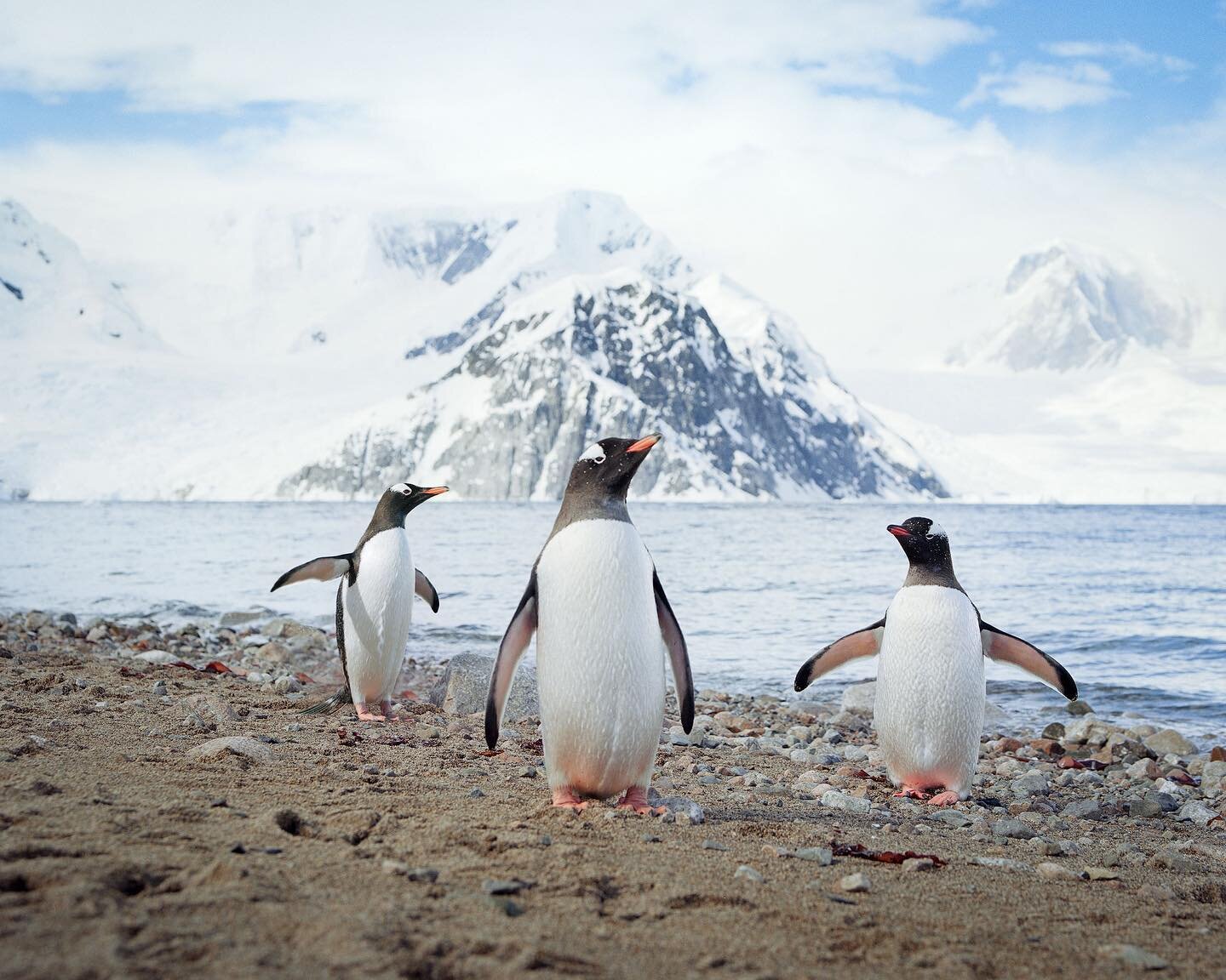 Three Gentoo Penguins at Neko Harbor, Antarctica  Pentax 67ii, 105mm, Kodak Portra 160, drum scan by @tangodrumscans