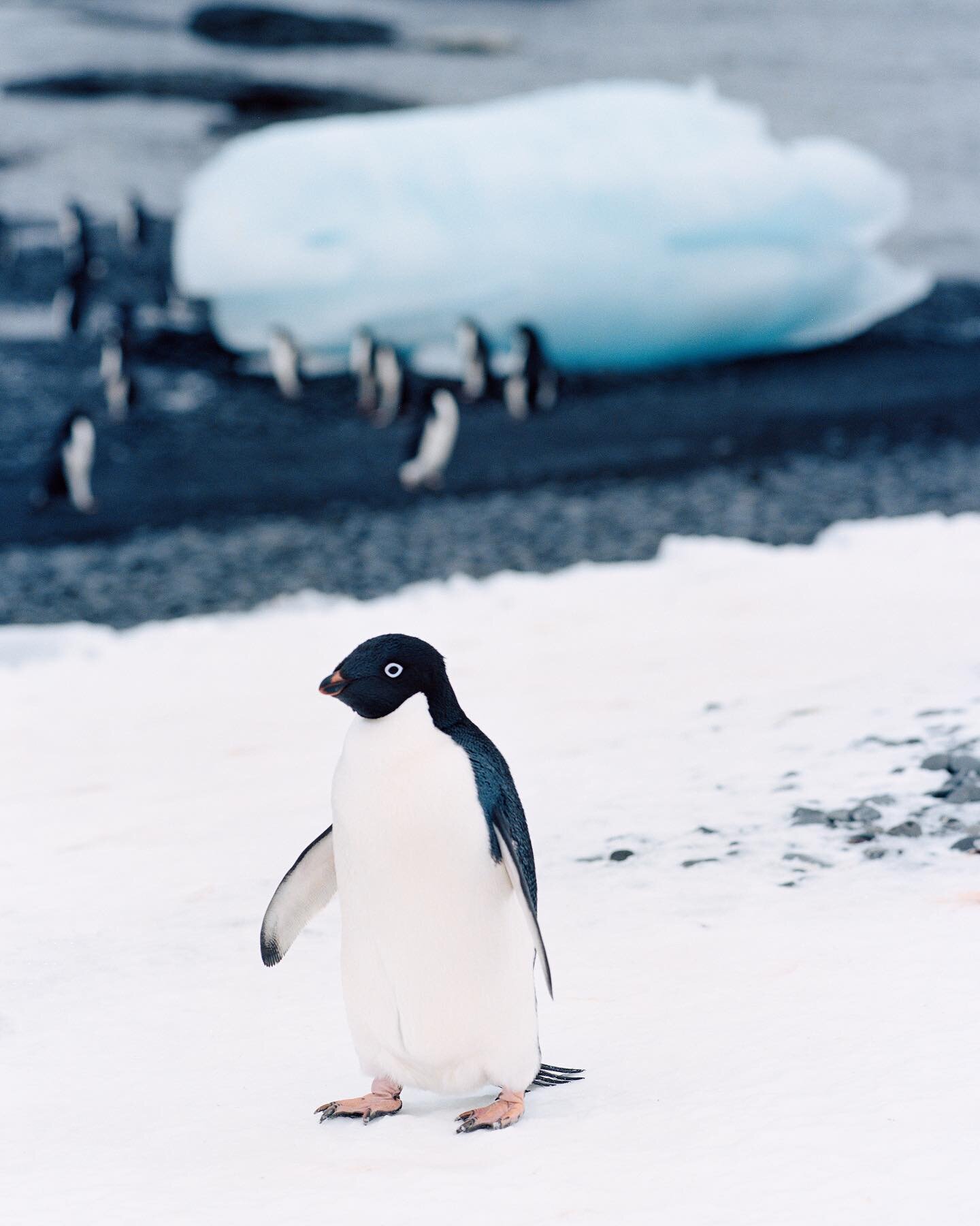 Portrait of an Adelie Penguin, Brown Bluff, Antarctica  Pentax 67ii, 200mm, Kodak Portra 160, drum scanned @tangodrumscans