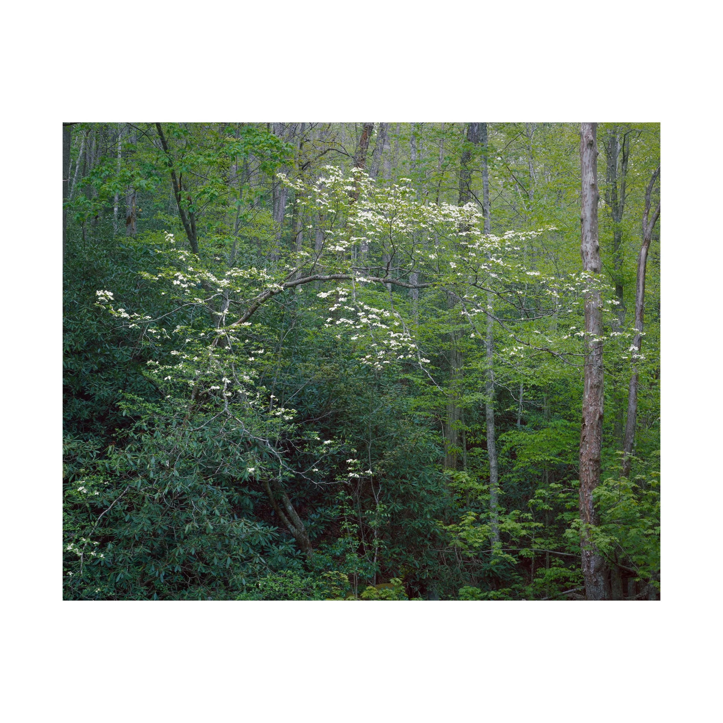 Hanging Dogwood