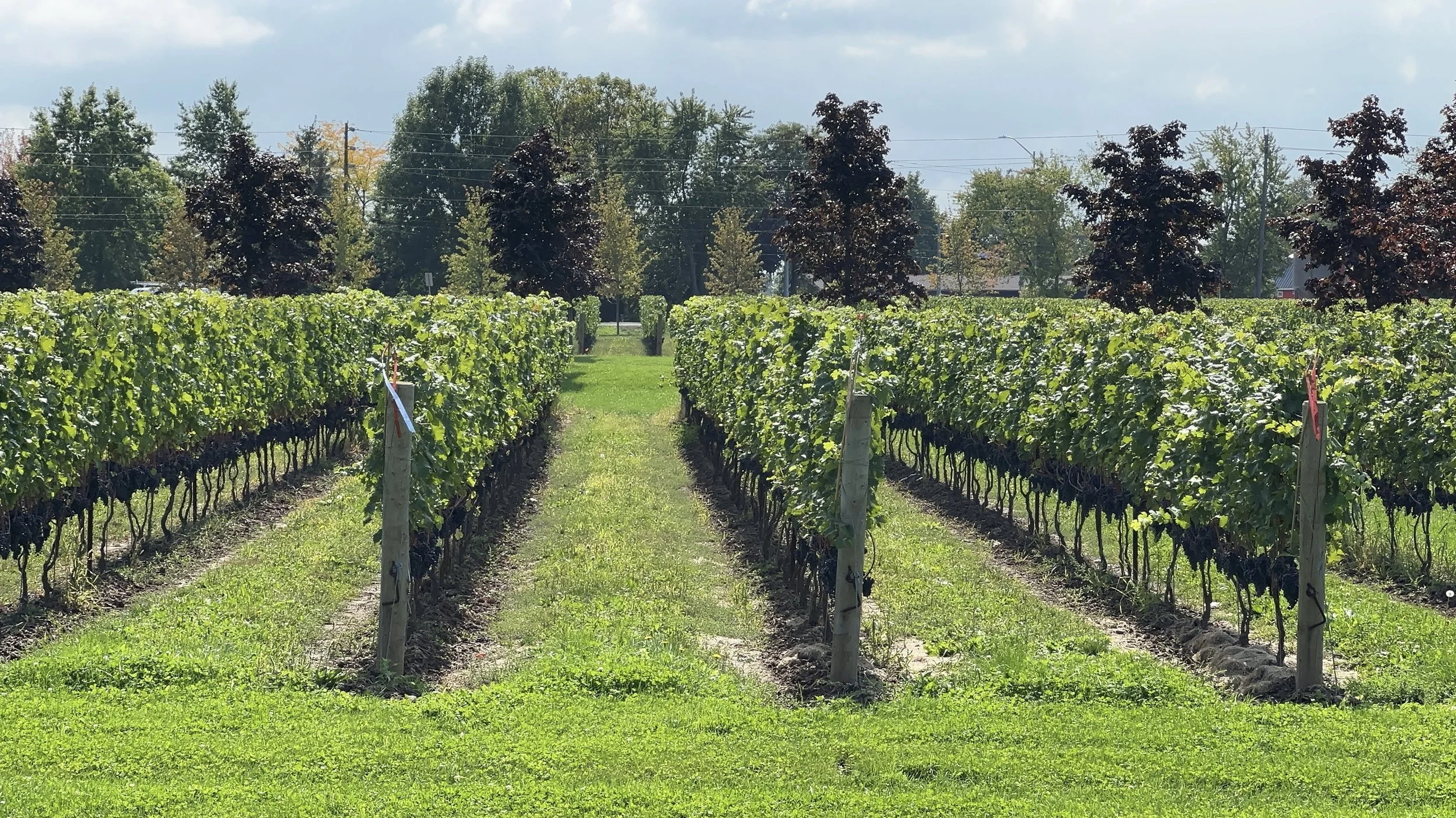 Stone Eagle Winery the vines Niagara-on-the-Lake