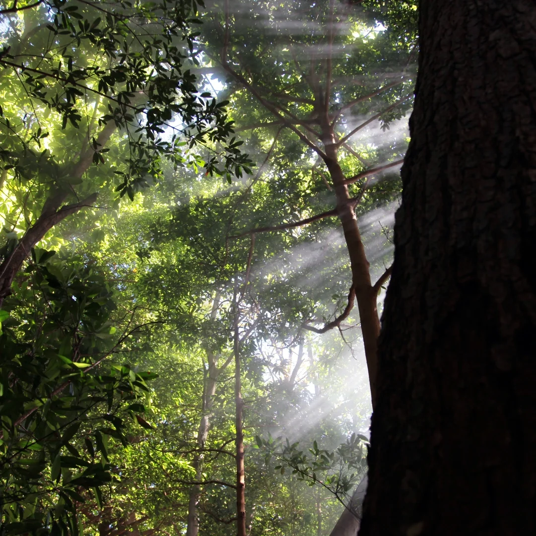 DE TANT ET TANT DE GRACE