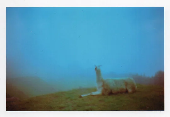 llama, machu pichu, 2008