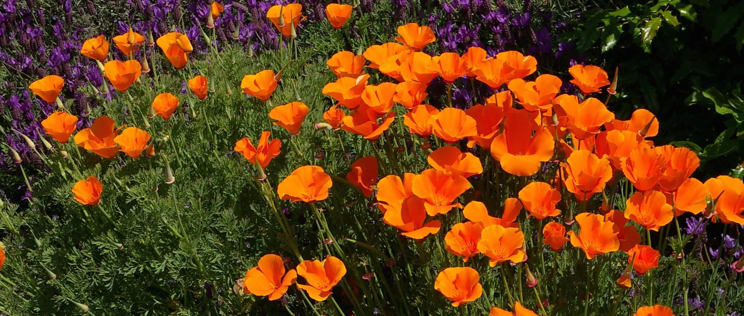 CA_Poppies.jpg