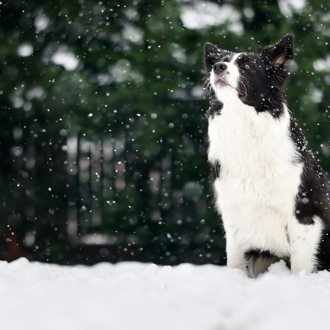 Doctors Are Like Border Collies