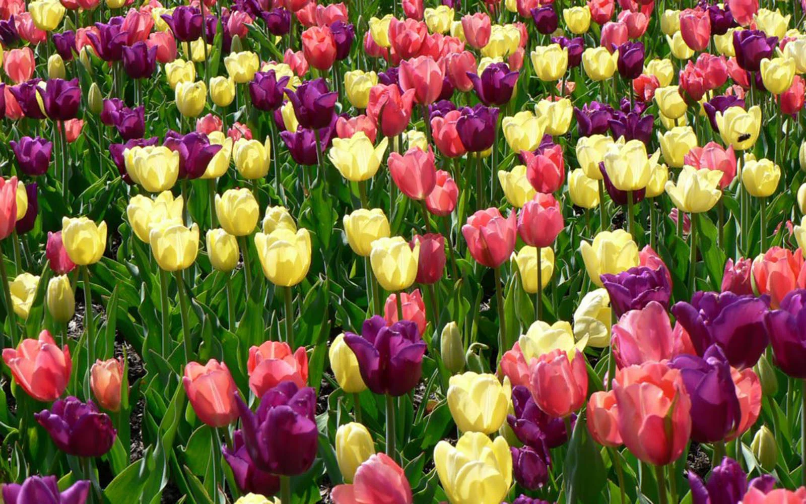 tulips.jpg
