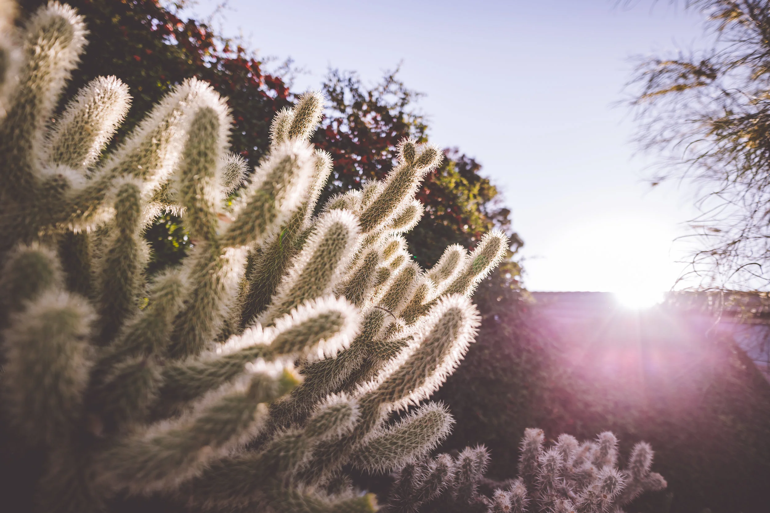 Heritage Cactus-9.jpg
