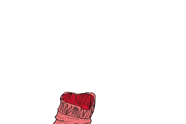 sock_GIF.gif