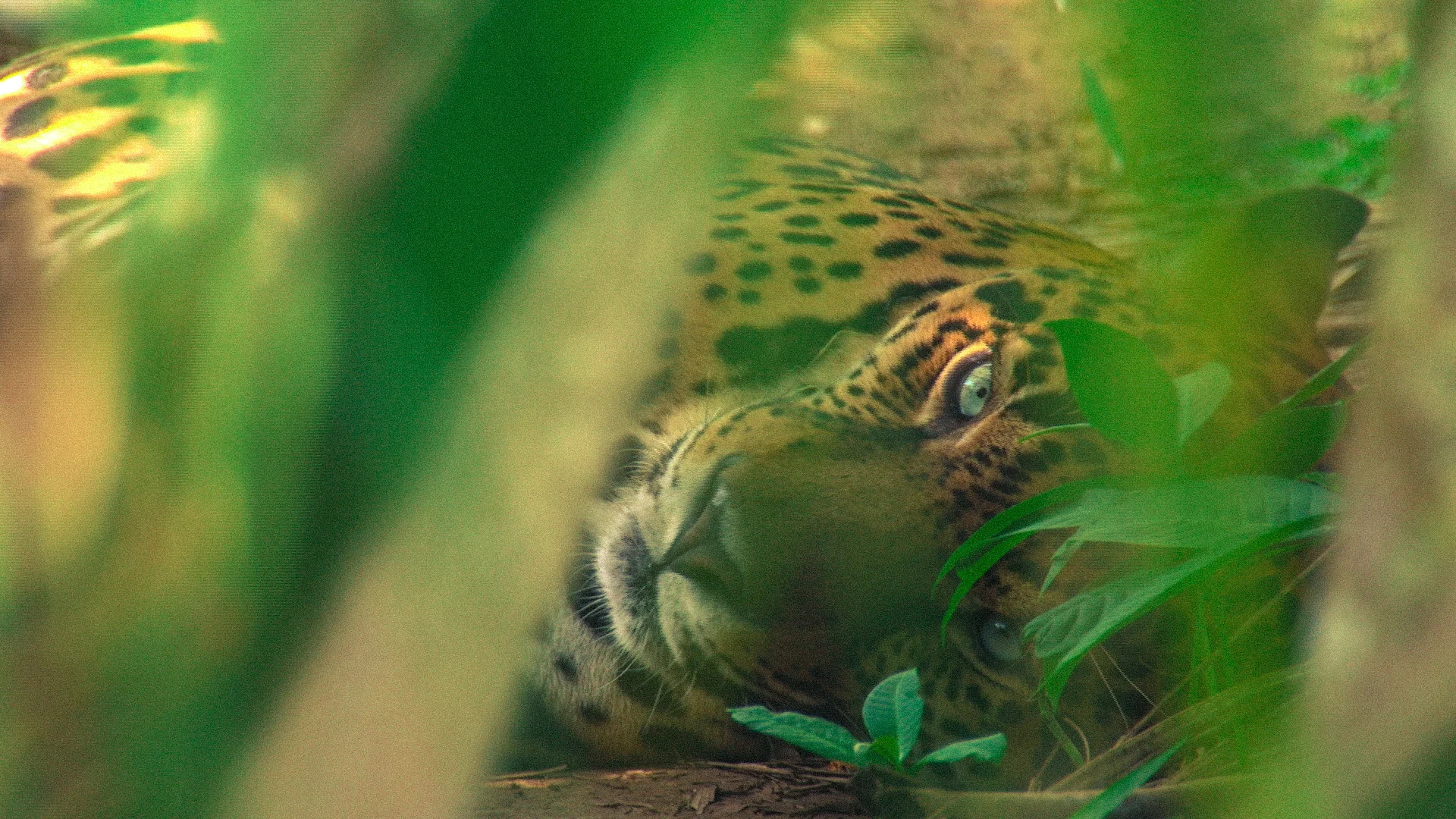 Jaguar03_Canon.jpg