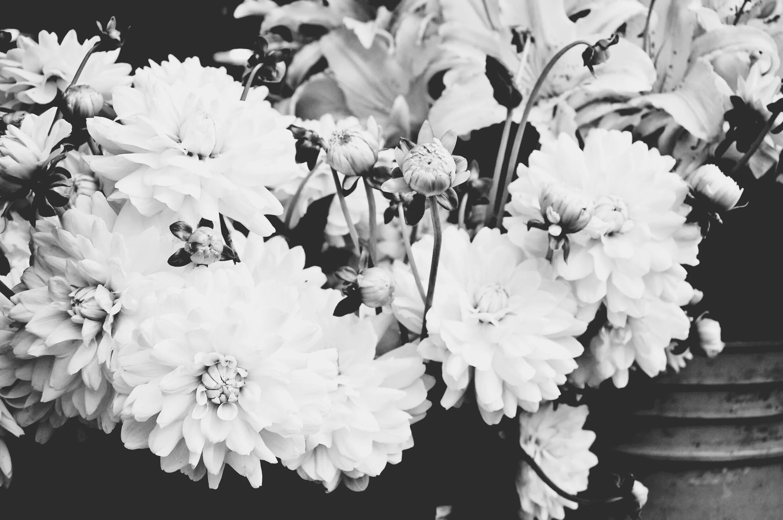 BW Filter Pack - Cherry Pie