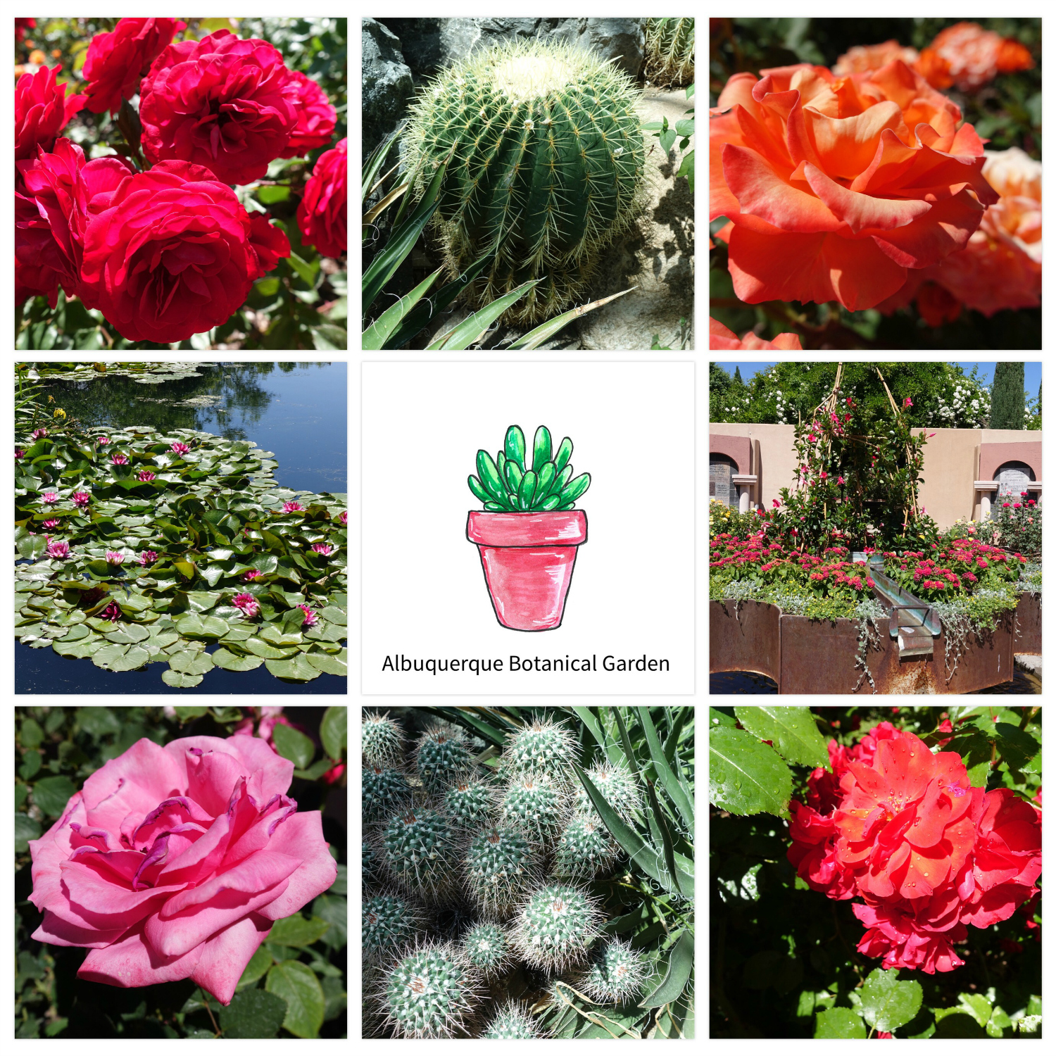 Albuquerque Botanical Garden in May of 2016. Everyday Joy Themed Cards. Design P