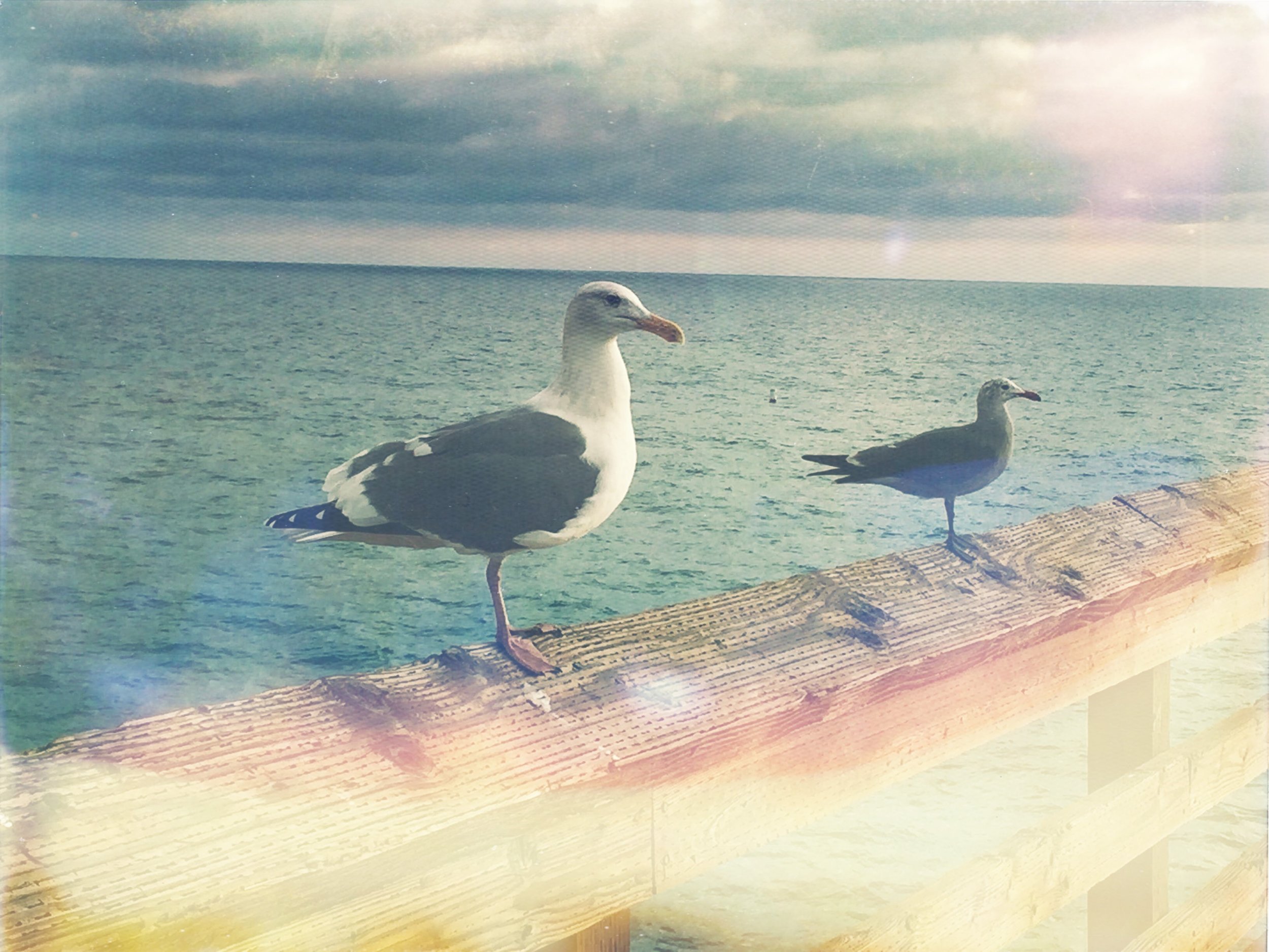 Wander + light leaks + instant film