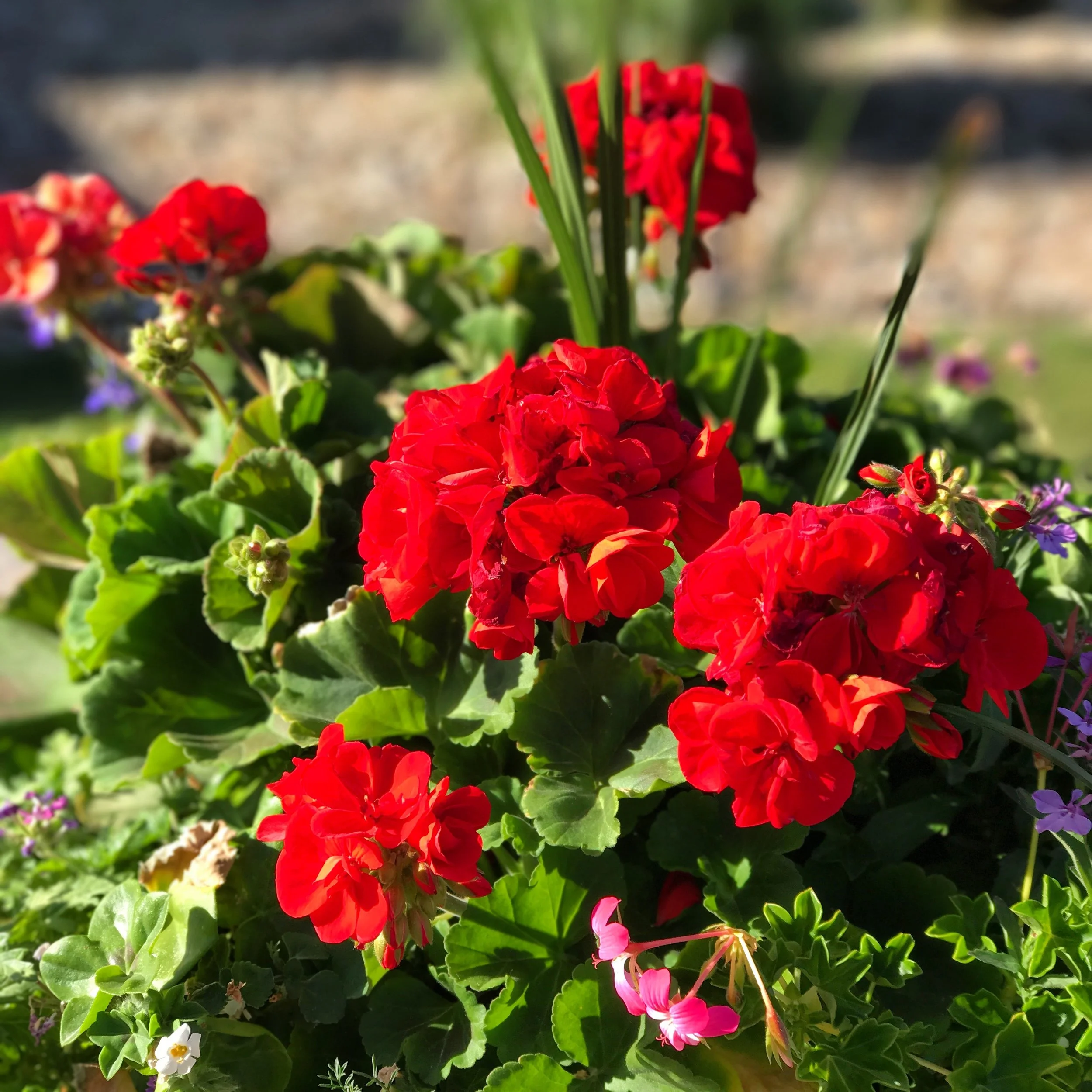 In backyard - June 2017. Taken with iPhone 7plus.