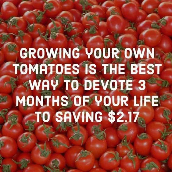 tomatoes.jpg