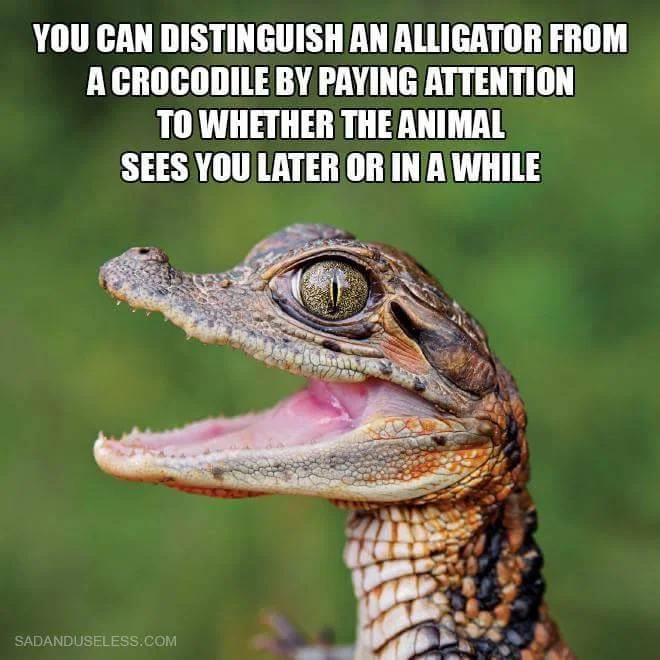 croc.jpg