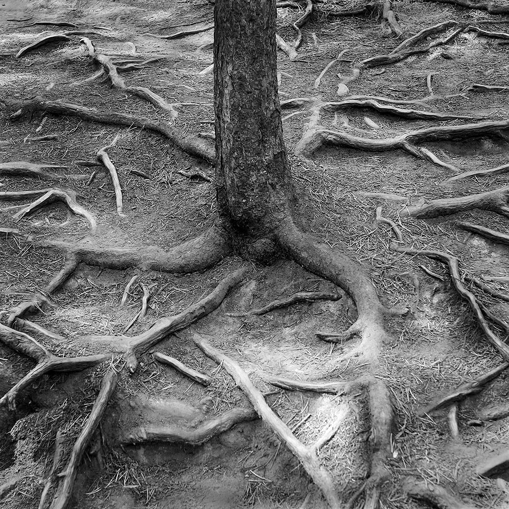 Tree Roots.jpg