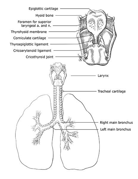 Final illustration