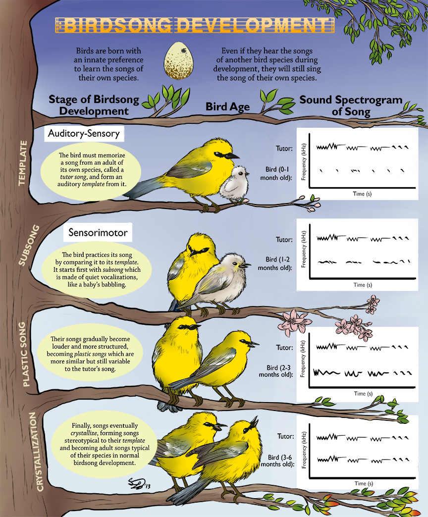 Birdsong Development