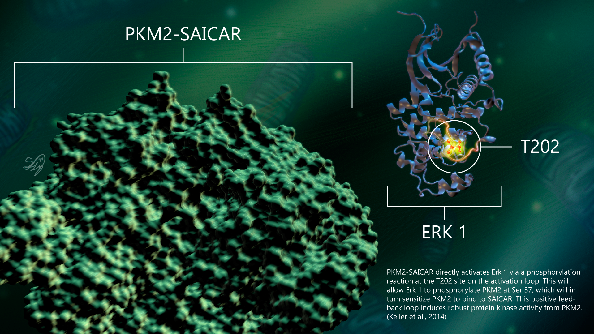 PKM2-SAICAR