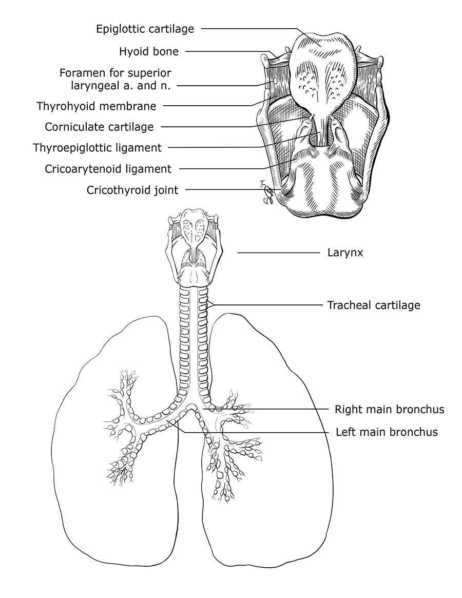 Posterior Larynx and Trachea