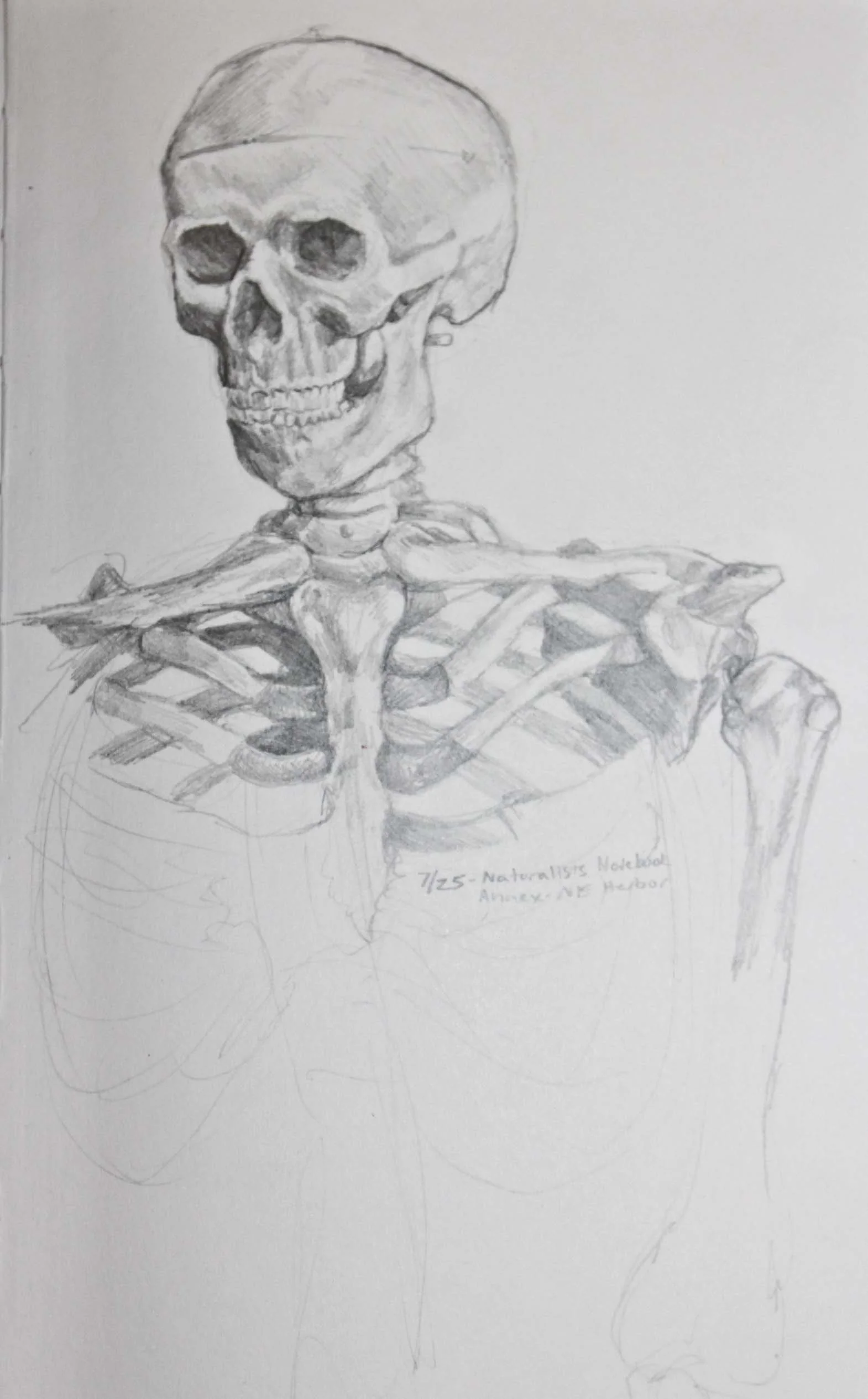 Robin Life Drawing69.jpg