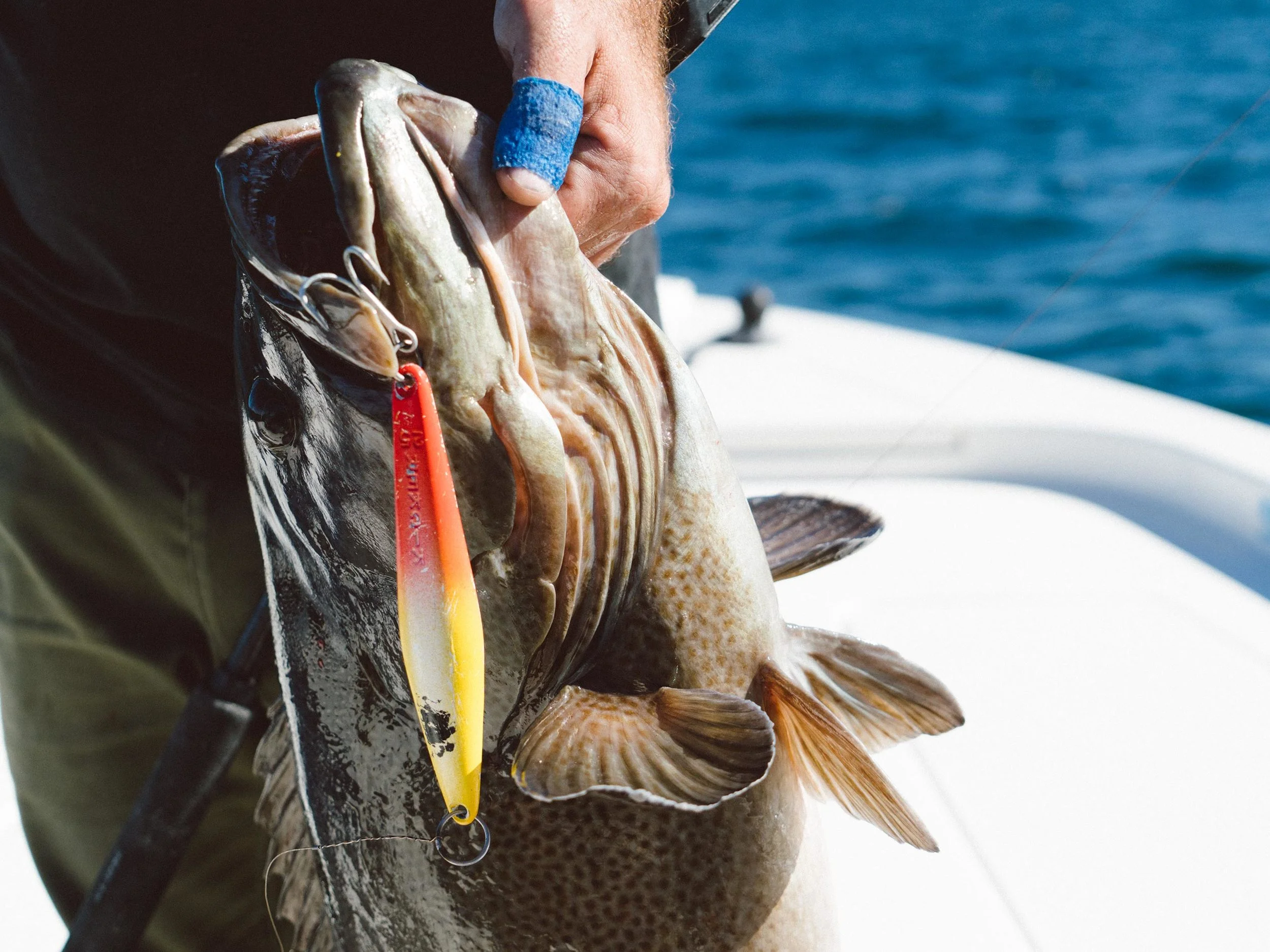 Cabrilla of gigante proportions bottom out a 15 pound rated Boga-Grip no problemo. 